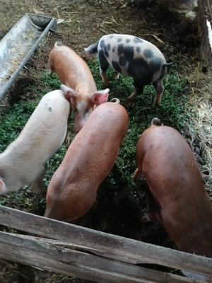 Vand 5 porci peste 40 kg! Pret negociabil 
