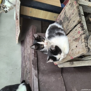 donez pui de pisică 