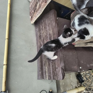 donez pui de pisică  - imagine 2