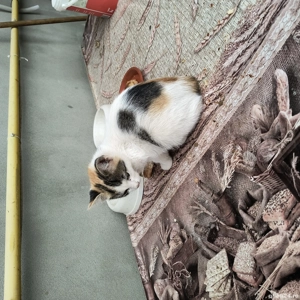 donez pui de pisică  - imagine 3