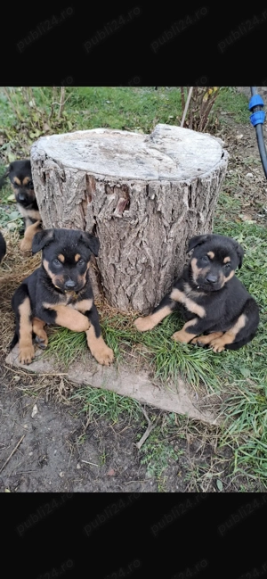 Vand pui ciobănesc German !!