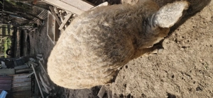 Vier mangalita de vanzare  - imagine 2 Vier mangalita de vanzare  - imagine 2