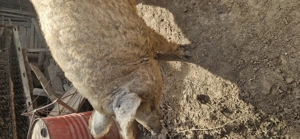 Vier mangalita de vanzare  - imagine 4 Vier mangalita de vanzare  - imagine 4