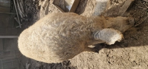 Vier mangalita de vanzare  - imagine 5 Vier mangalita de vanzare  - imagine 5