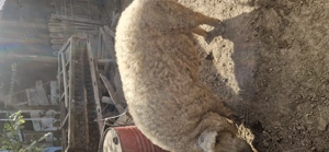 Vier mangalita de vanzare  - imagine 3 Vier mangalita de vanzare  - imagine 3