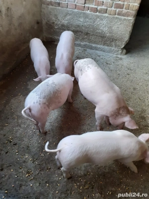 vand purcei 10 saptamani 