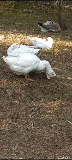 vand lot de 35 gaste