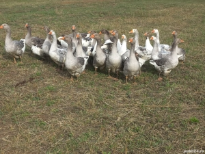 vand lot de 35 gaste - imagine 3