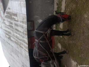 cal necastrat an varsta de 5 ani.