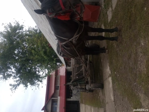 cal necastrat an varsta de 5 ani. - imagine 3 cal necastrat an varsta de 5 ani. - imagine 3