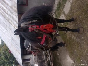 cal necastrat an varsta de 5 ani. - imagine 2 cal necastrat an varsta de 5 ani. - imagine 2