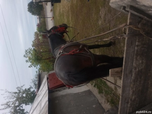 cal necastrat an varsta de 5 ani. - imagine 4 cal necastrat an varsta de 5 ani. - imagine 4