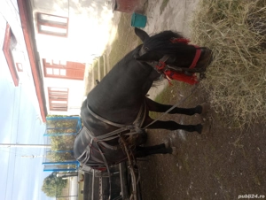 cal necastrat an varsta de 5 ani. - imagine 5 cal necastrat an varsta de 5 ani. - imagine 5