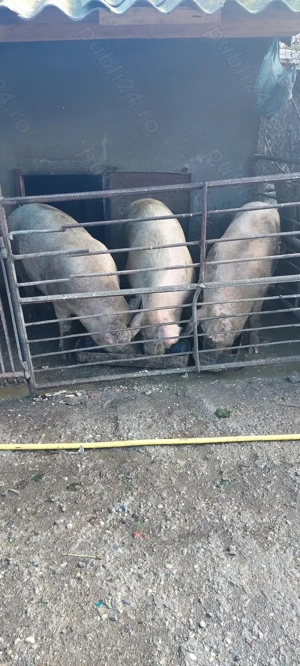 Porci de vânzare pentru Crăciun  - imagine 2