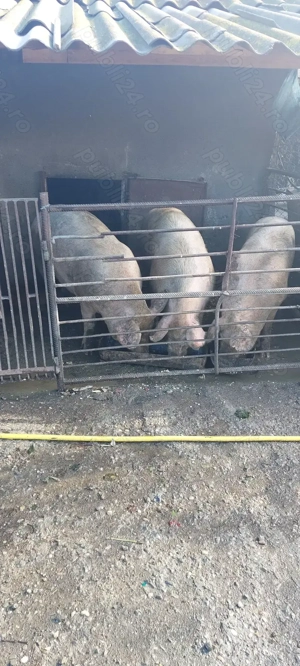 Porci de vânzare pentru Crăciun  - imagine 3