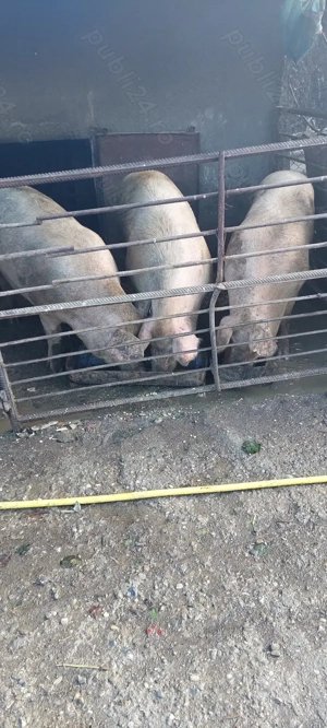 Porci de vânzare pentru Crăciun 
