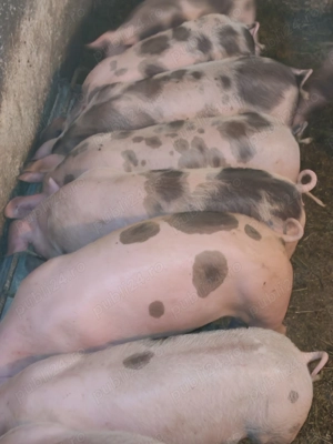 Purcei de vanzare - imagine 4 Purcei de vanzare - imagine 4