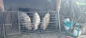 Porci de vânzare pentru Crăciun  - imagine 5