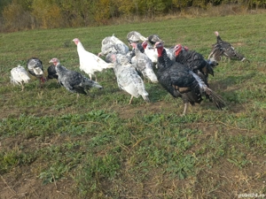 curcani si curci  - imagine 2