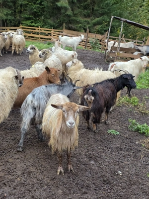 Vând 100 de capre mulgătoare 