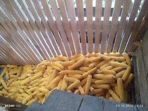 Porumb știuleți 2025