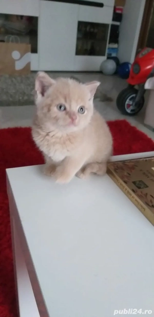 baietei british shorthair,Asigur transport!