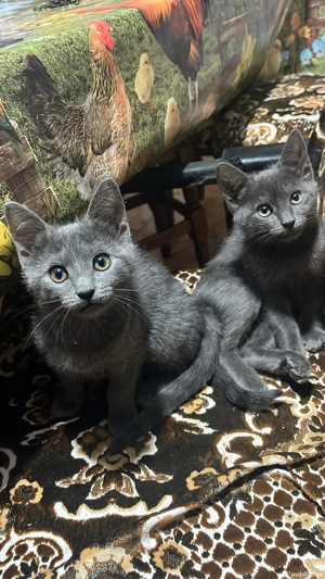 fetite albastru de Rusia - imagine 3 fetite albastru de Rusia - imagine 3