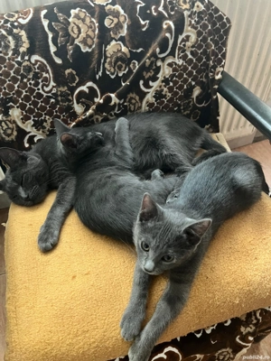 fetite albastru de Rusia - imagine 4 fetite albastru de Rusia - imagine 4