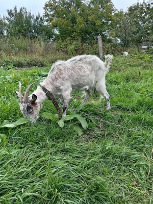 Vând capre țap și ied