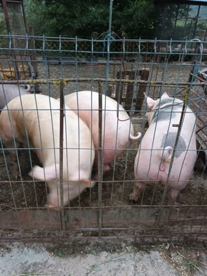 Porci grași de vânzare  - imagine 3