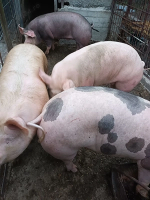 Porci grași de vânzare  - imagine 2