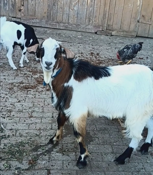 Țap șut metis Anglonubian  - imagine 2