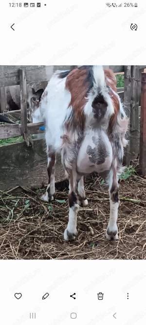 Țap șut metis Anglonubian  - imagine 3