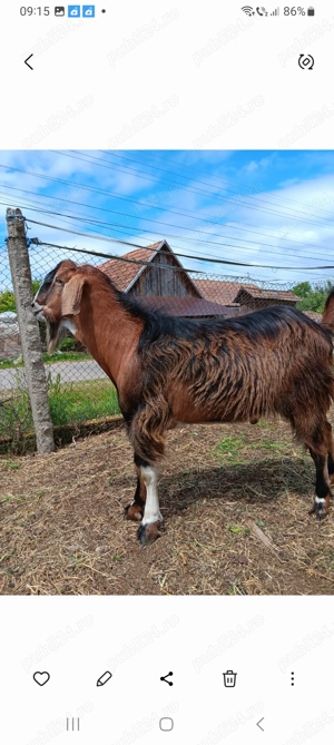 Țap șut metis Anglonubian  - imagine 4