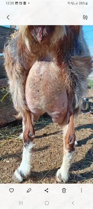 Țap șut metis Anglonubian  - imagine 5