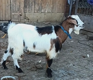 Țap șut metis Anglonubian