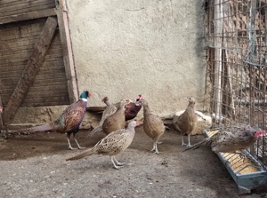 Vând fazani din mai maturi! - imagine 4