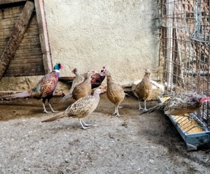 Vând fazani din mai maturi! - imagine 3