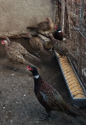 Vând fazani din mai maturi! - imagine 2