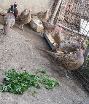 Vând fazani din mai maturi! - imagine 5