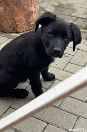 Labrador negru