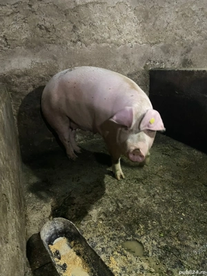 De vanzare porci marele alb cu pik. detalii la nr de telefon  