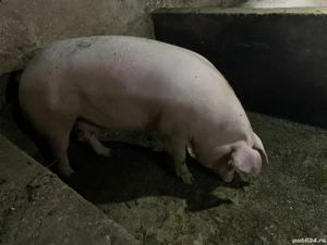 De vanzare porci marele alb cu pik. detalii la nr de telefon   - imagine 3