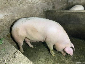De vanzare porci marele alb cu pik. detalii la nr de telefon   - imagine 4