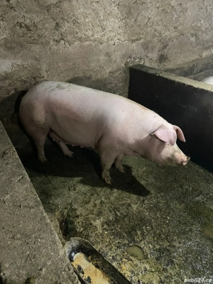 De vanzare porci marele alb cu pik. detalii la nr de telefon   - imagine 5