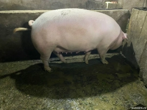 De vanzare porci marele alb cu pik. detalii la nr de telefon   - imagine 2