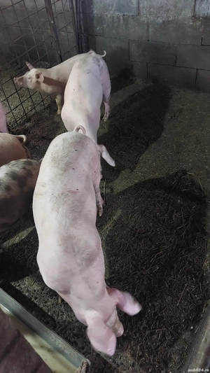 purcei 60 kg rasă mixtă 