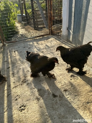 Gaini schimb sau vand  - imagine 3