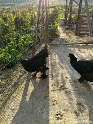 Gaini schimb sau vand  - imagine 5