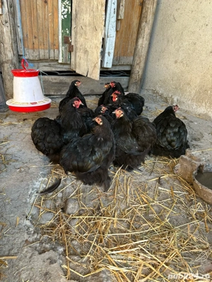 Gaini schimb sau vand  - imagine 4